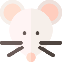 szczur