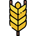 pianta di grano