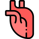 Heart organ