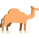 Camel