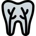 歯根管