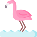 flamingo