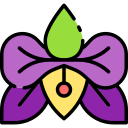 orquídea