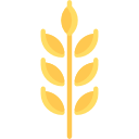 maíz