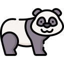 miś panda