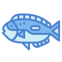 pesce codolo azzurro