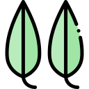 eucalipto