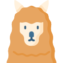 alpaca