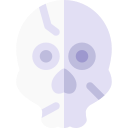 schedel