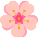 kwiat wiśni