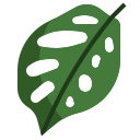 monstera 잎
