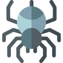 spinne