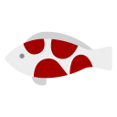 Koi fish