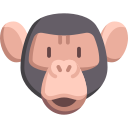 szympans