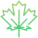 Maple leaf