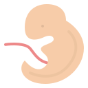 胚