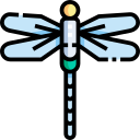 libellula