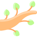 Branch