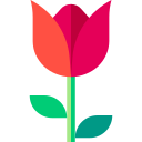 tulipano