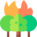 Forest fire