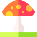 champignon