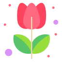 tulipa