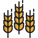 Пшеницы