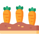 carote