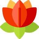lotusbloem
