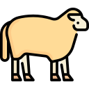 schaap