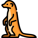 suricate