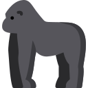 gorilla