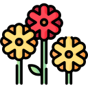 crisantemo