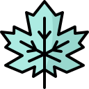 Maple leaf