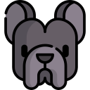 bulldog francés