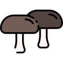 표고 버섯