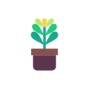 Fern plant
