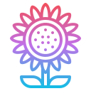 girasol
