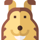 shetland herdershond