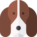 basset hound