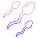 les spermatozoïdes