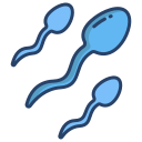 les spermatozoïdes
