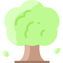 drzewo