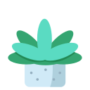 succulento