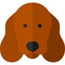 Cocker spaniel