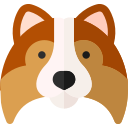 Shetland sheepdog