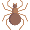 spinne