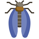 cicala