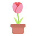 tulipe