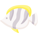 pesce farfalla